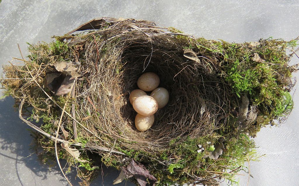 Robins Nest 